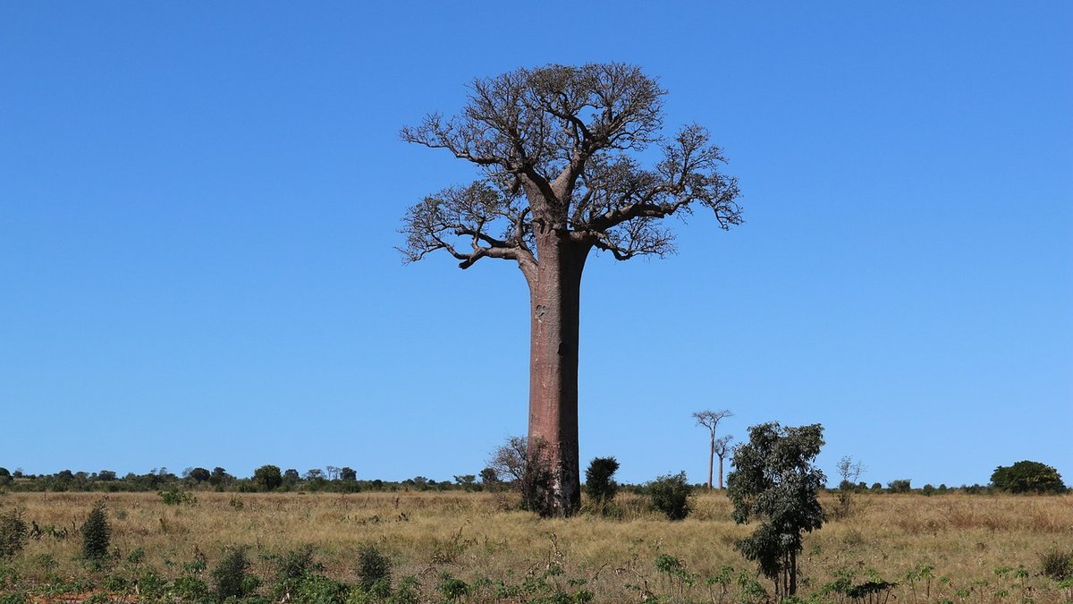 Parc de Tarangire en Tanzanie