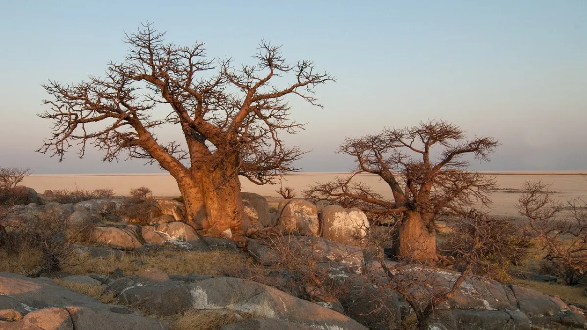 Les baobabs de Tarangire : arbres millénaires au cœur de la savane