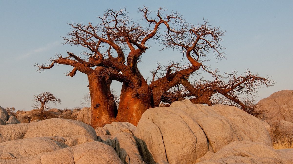 Parc de Tarangire en Tanzanie