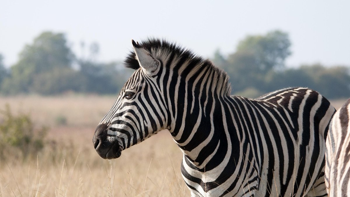 Parc sauvage de Tanzanie