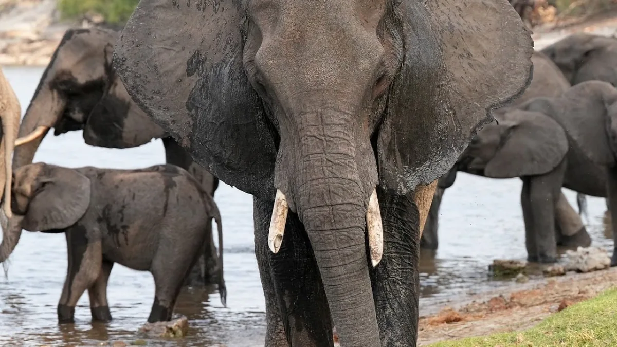 Autres parcs et réserves de Tanzanie : Nyerere, Mikumi, Mahale, Gombe, Katavi, Saadani, Udzungwa