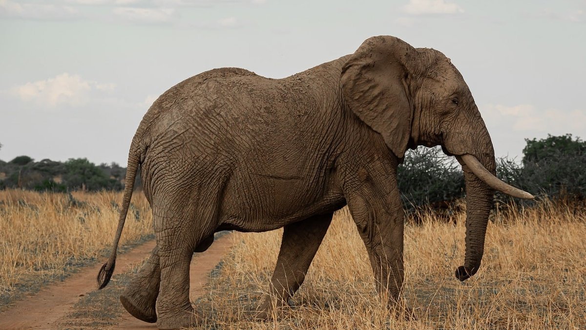 Parc sauvage de Tanzanie