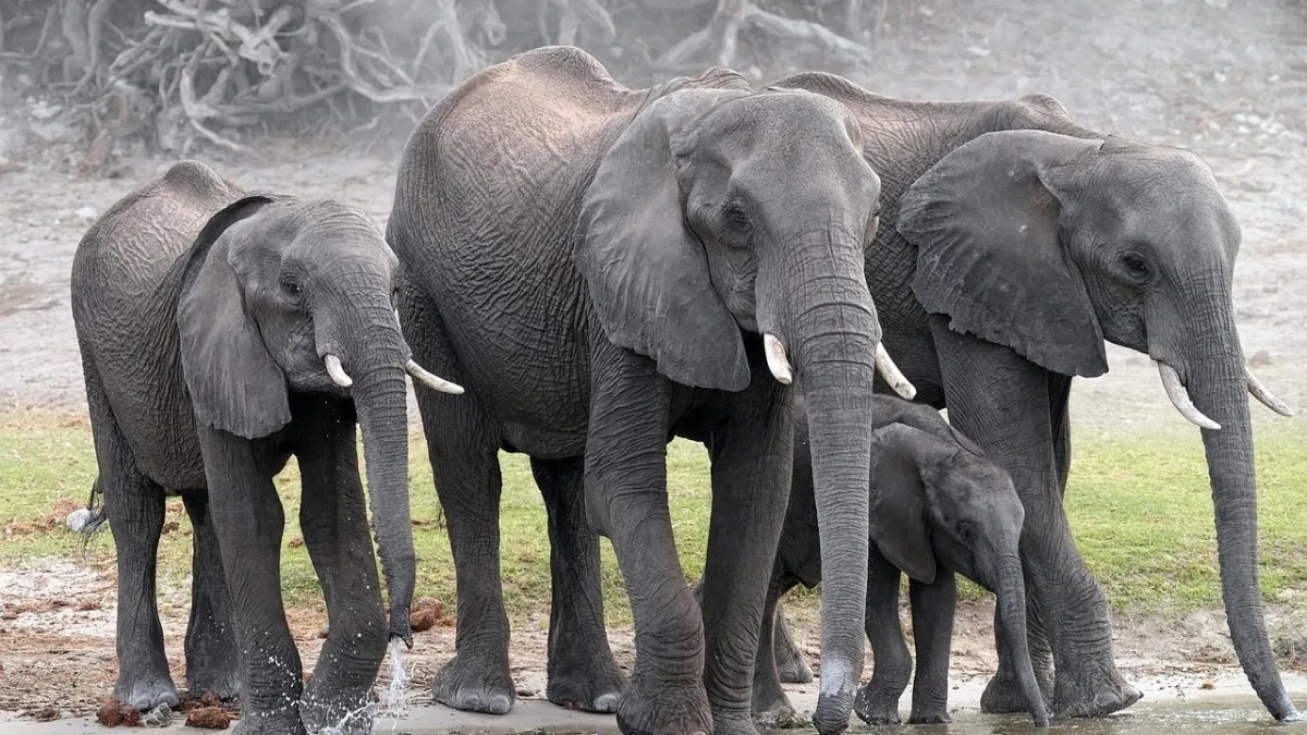 Circuit sud de la Tanzanie : Ruaha, Nyerere et Mikumi, le safari confidentiel