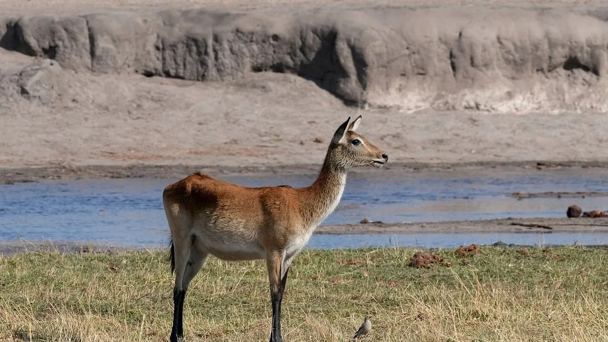 Les antilopes du Kenya : guide des espèces de la savane
