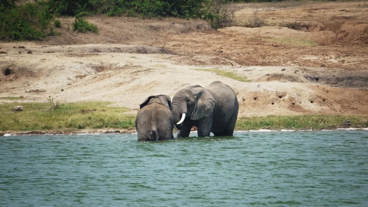 Réserve de Selous / Parc national de Nyerere : le plus vaste sanctuaire d'Afrique