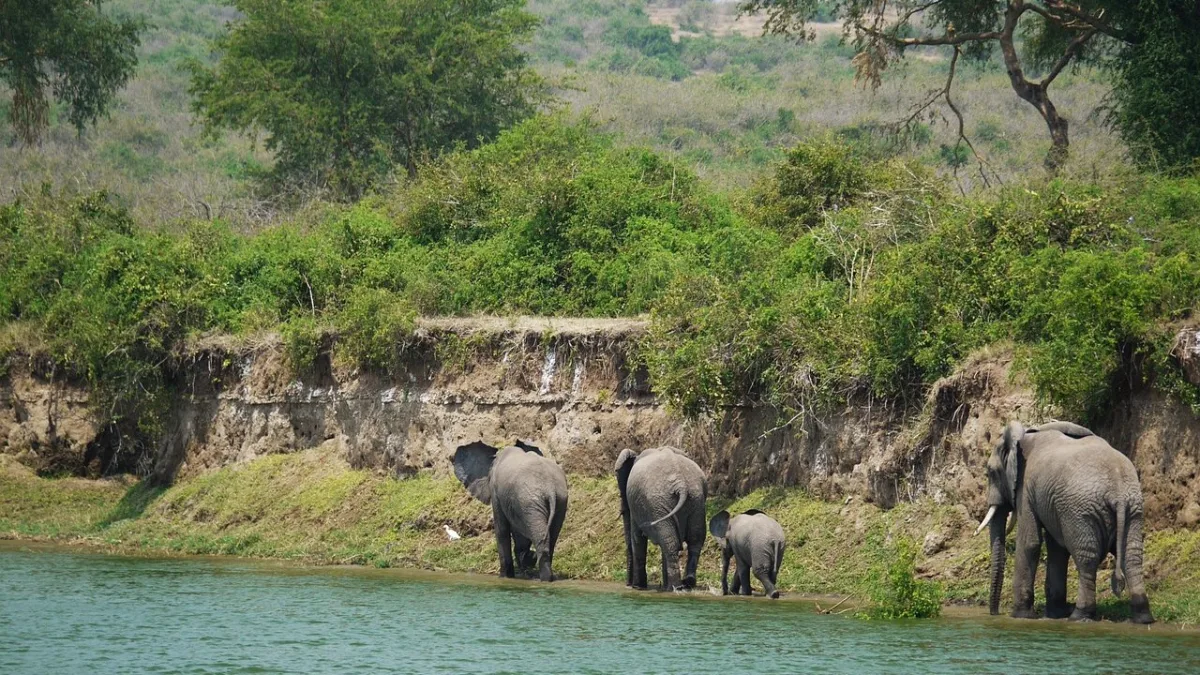 Parc national de Ruaha : le plus grand parc de Tanzanie