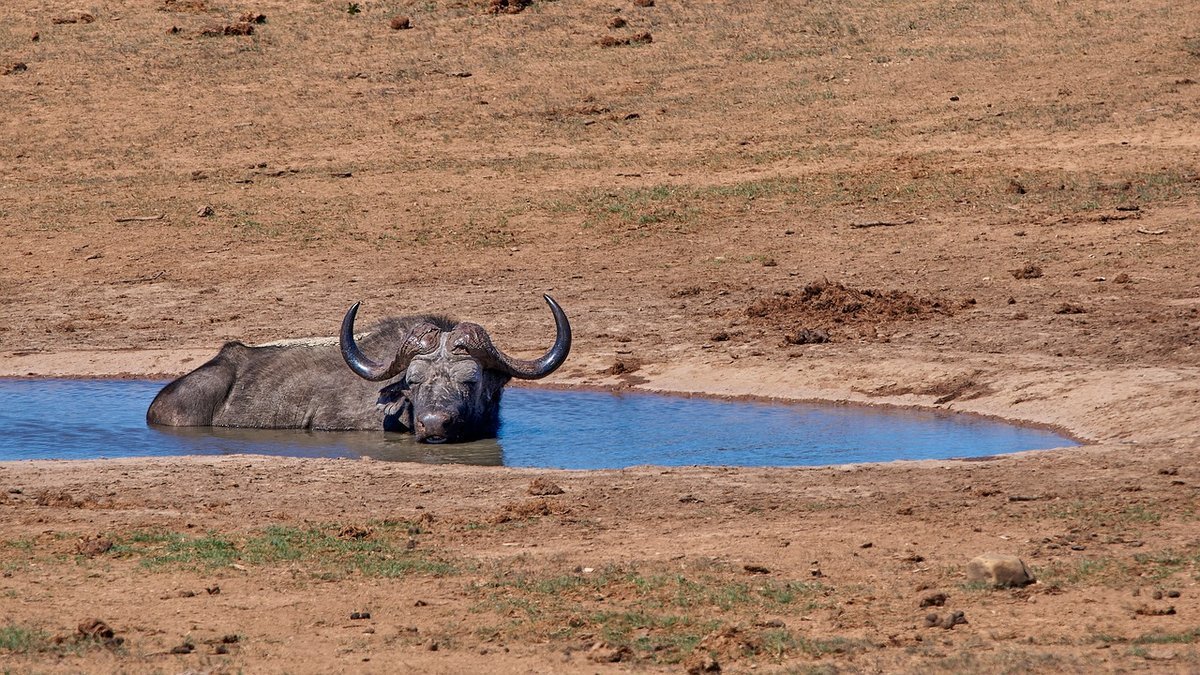 Parc sauvage de Tanzanie