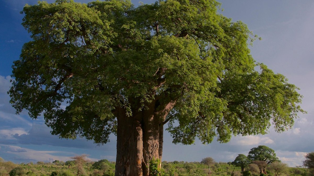 Paysages de Tanzanie