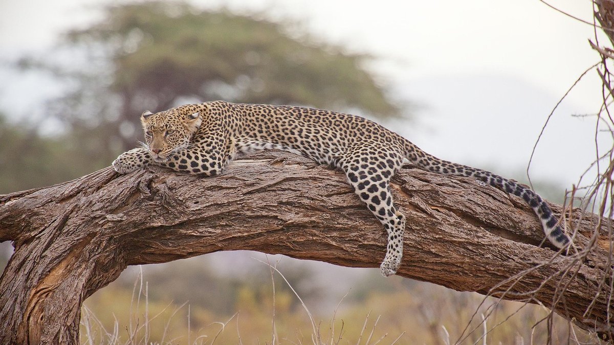 Paysages du Kenya