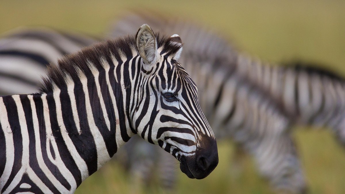 Peuple masai au Kenya