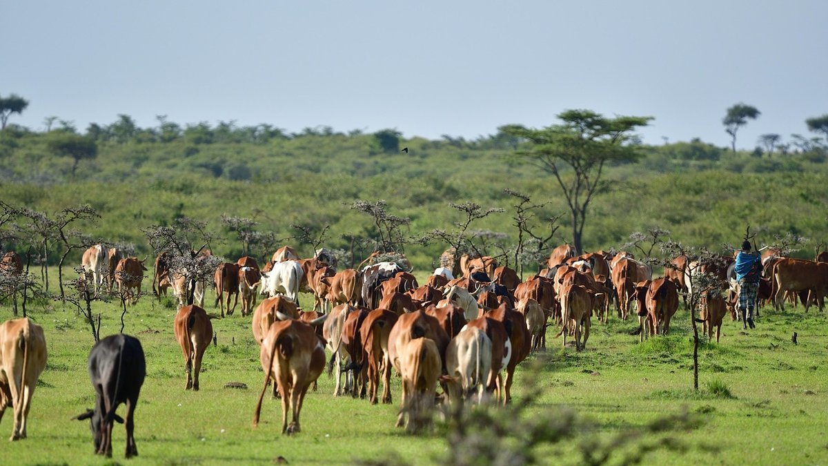 Peuple masai au Kenya