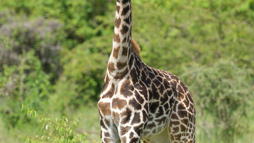 Peuple masai au Kenya