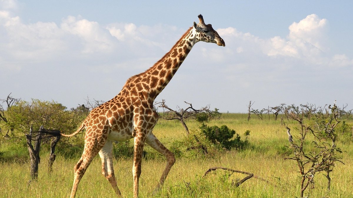 Peuple masai au Kenya