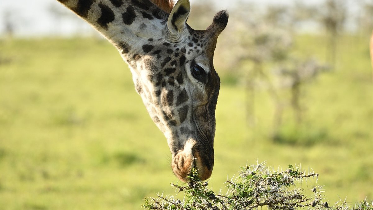 Peuple masai au Kenya