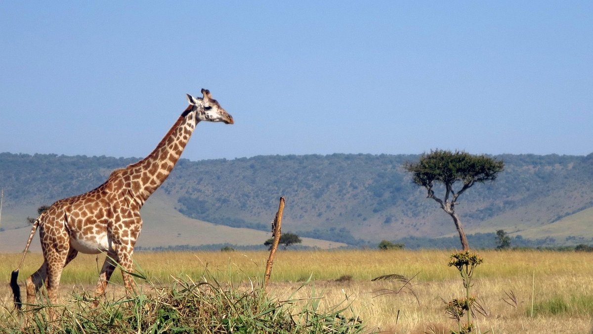 Peuple masai au Kenya