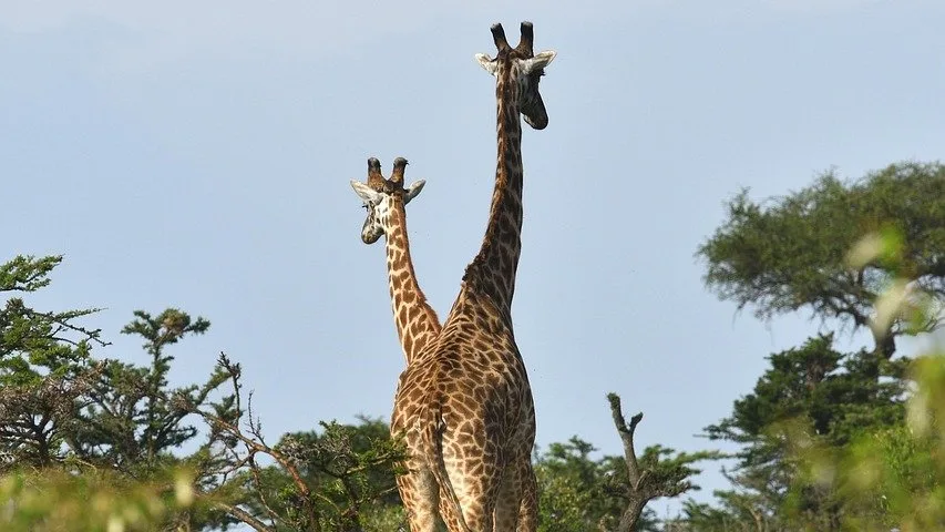 Les Maasaï de Tanzanie : guerriers pasteurs entre tradition et modernité