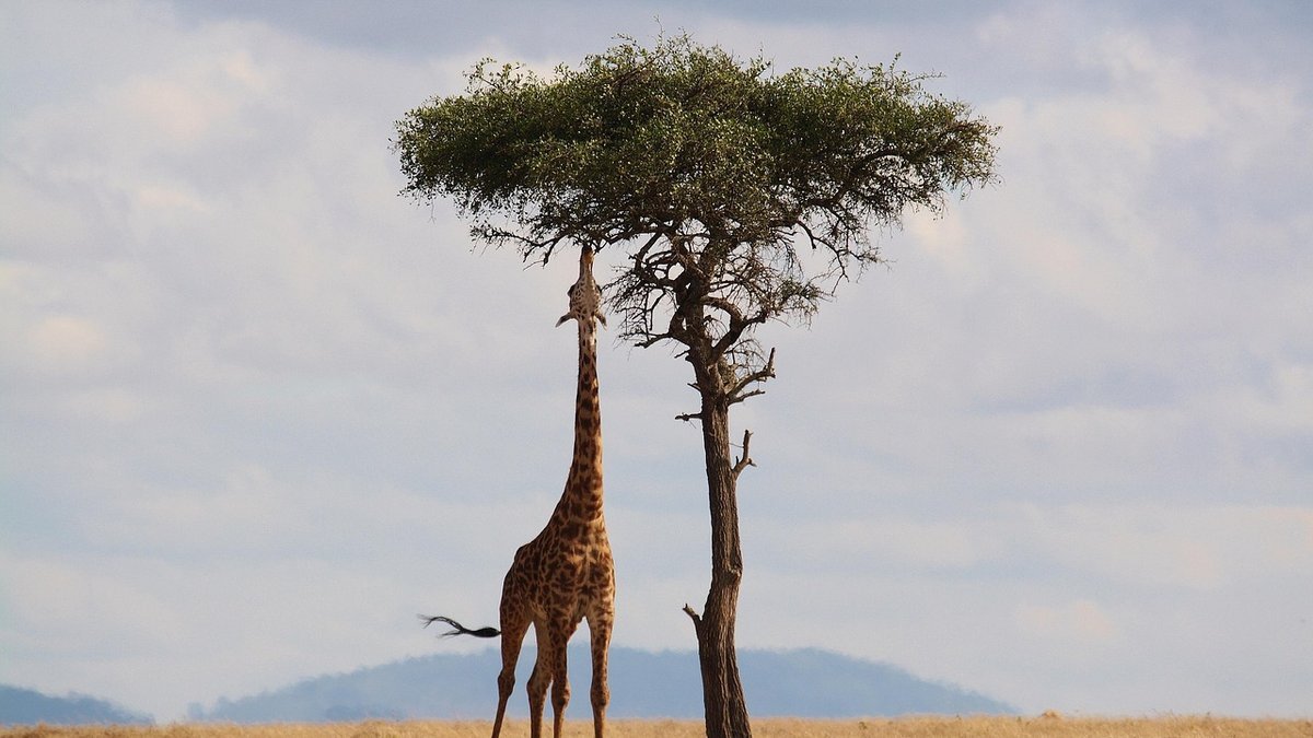 Plaines du Serengeti au Kenya