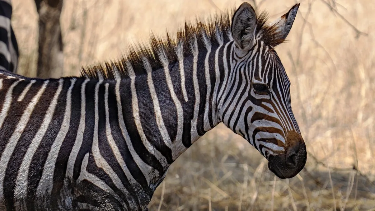 Tarangire vs Serengeti, Ngorongoro et Manyara : quel parc choisir ?