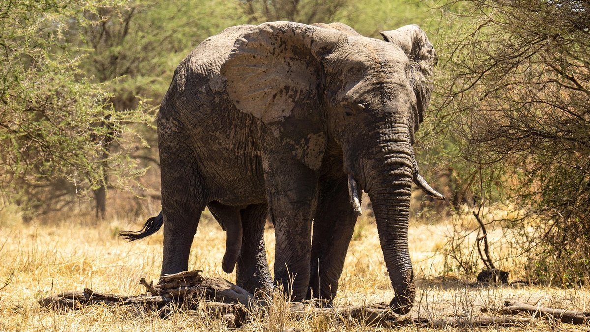 Plaines du Serengeti en Tanzanie