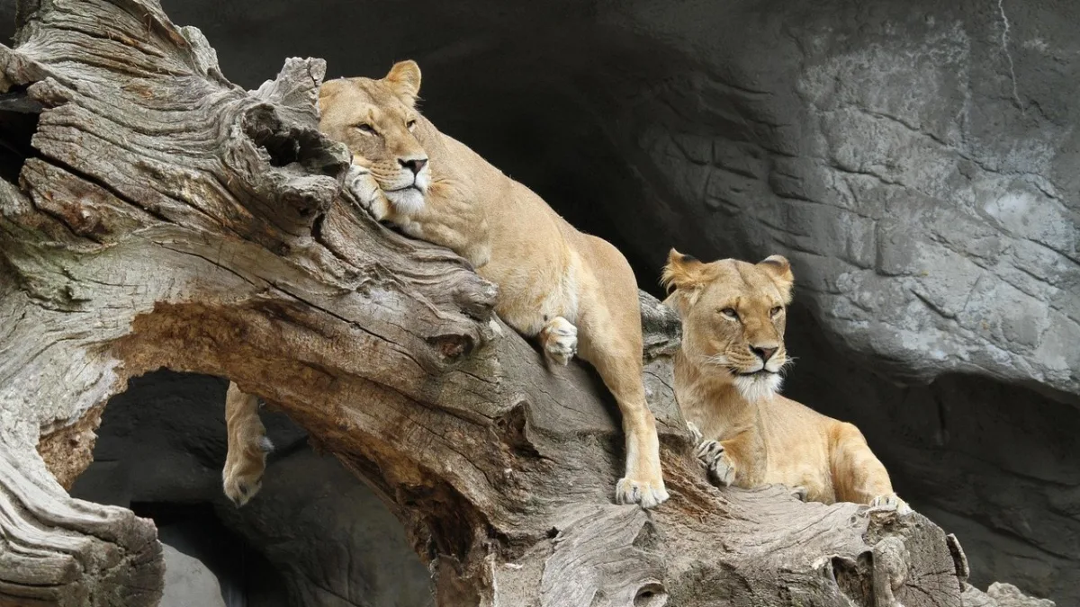 Parc national de Mikumi : le petit Serengeti accessible depuis Dar es Salaam