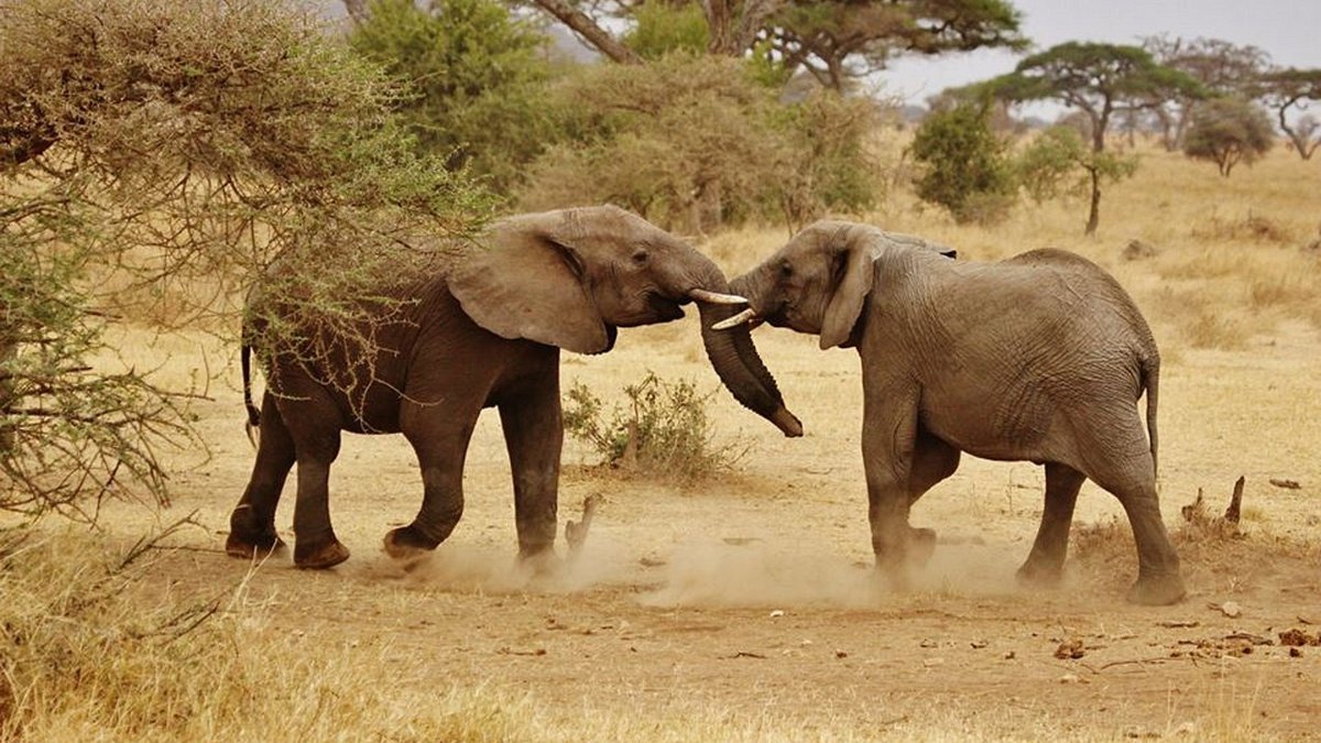 Plaines du Serengeti en Tanzanie