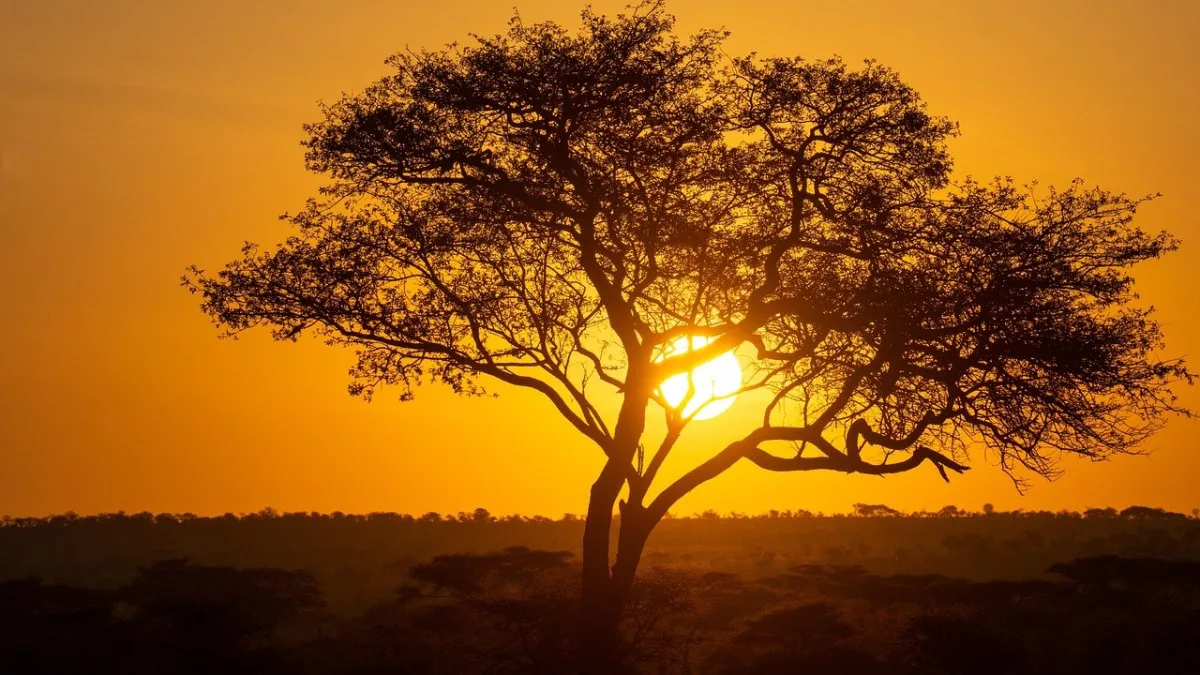 Safari petit budget en Tanzanie : toutes les astuces pour partir sans vous ruiner
