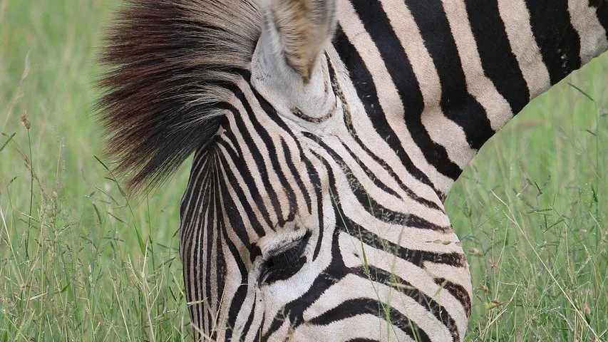 Les animaux du Serengeti : guide complet d'observation