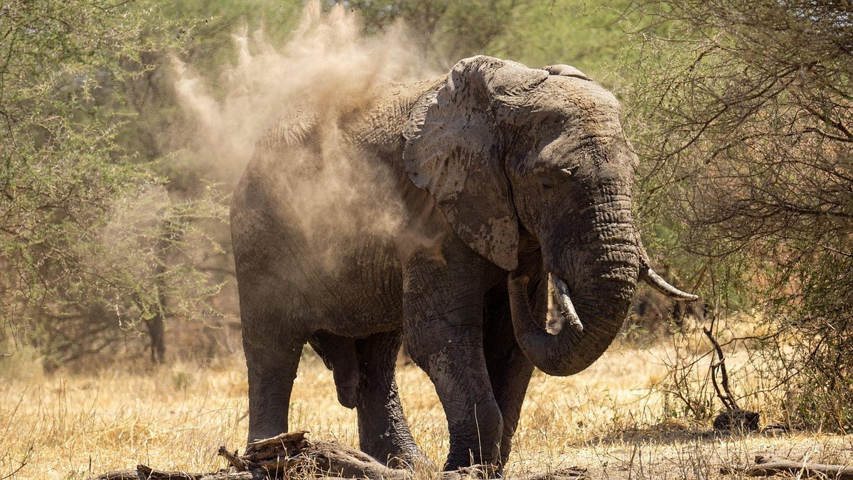 Plaines du Serengeti en Tanzanie