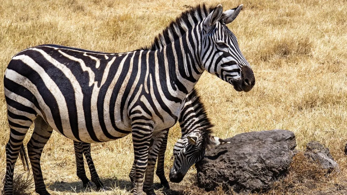 La traversée de la rivière Mara : guide complet du Serengeti nord