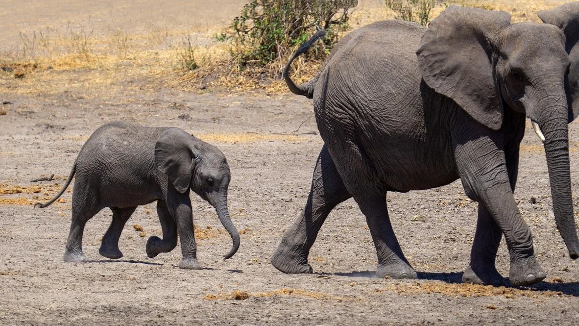 Saison des naissances à Ndutu : le grand vêlage du Serengeti sud