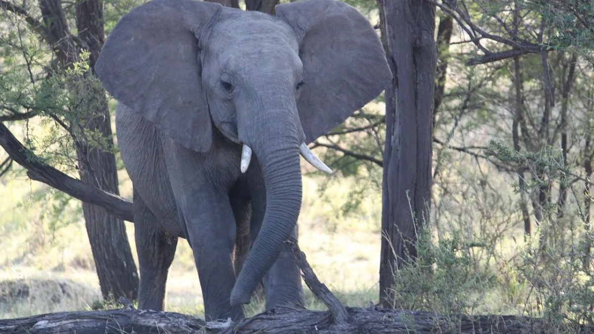 Safari en ballon au Serengeti : prix, vol et conseils pour 2026