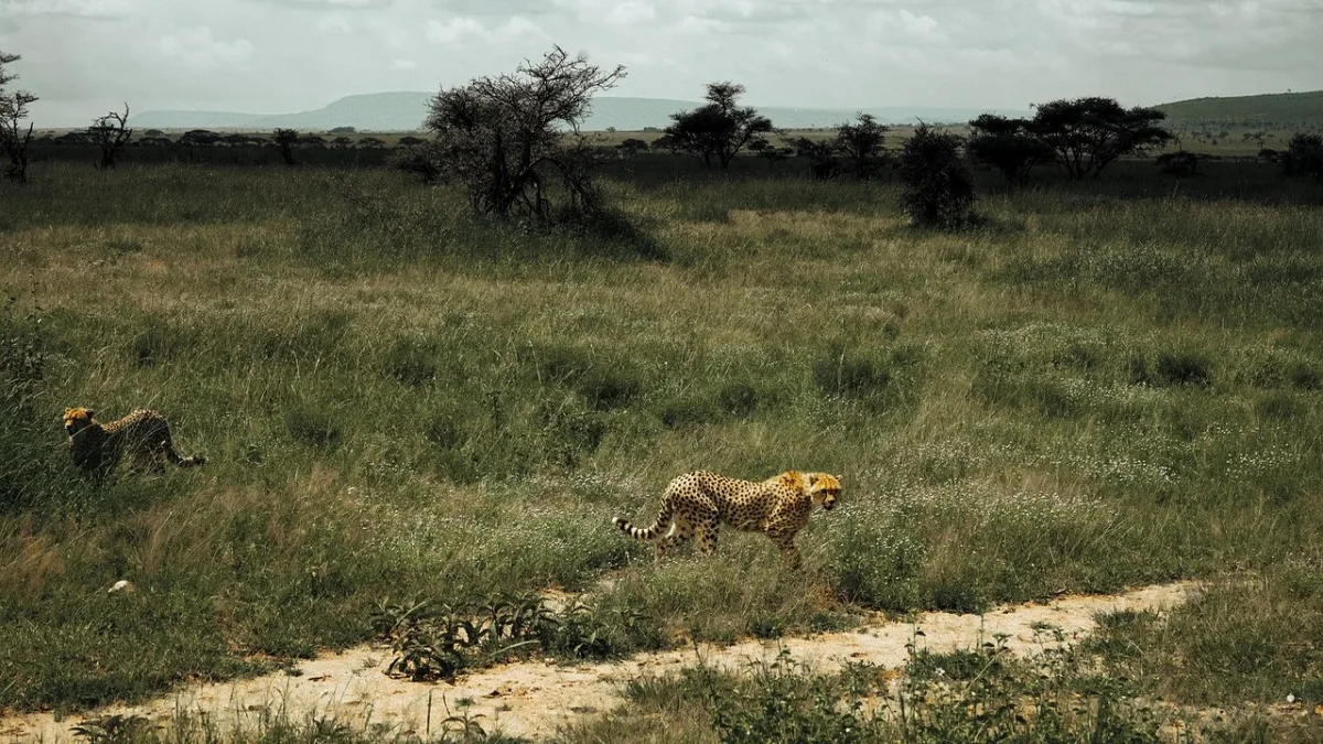 Les zones du Serengeti : où aller et quand pour un safari parfait