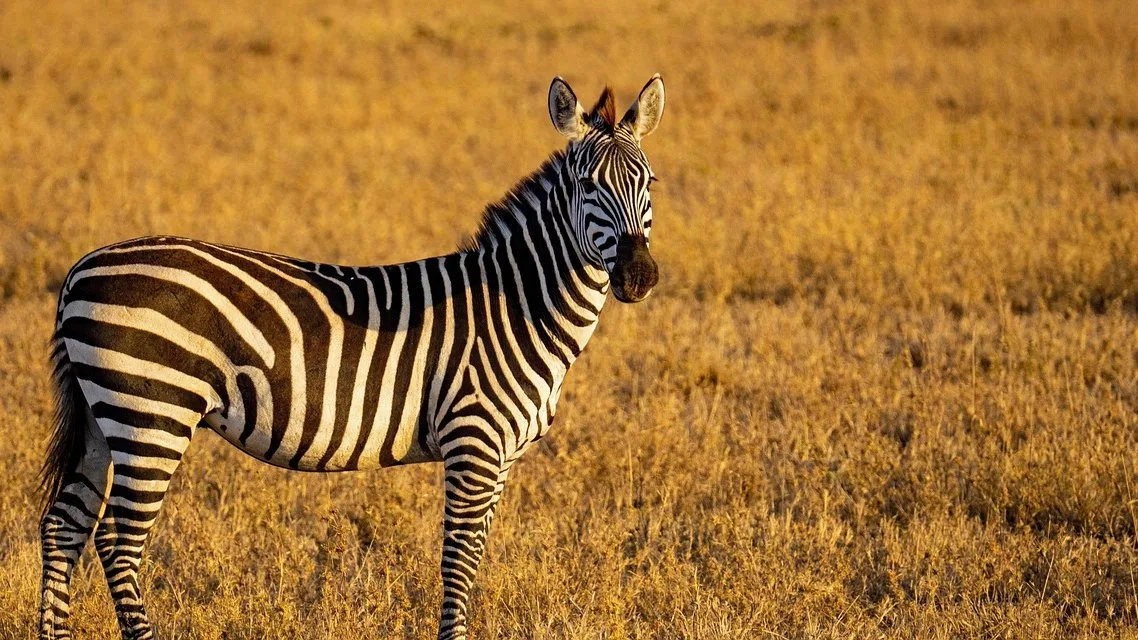 Quand visiter le Serengeti : la meilleure période mois par mois
