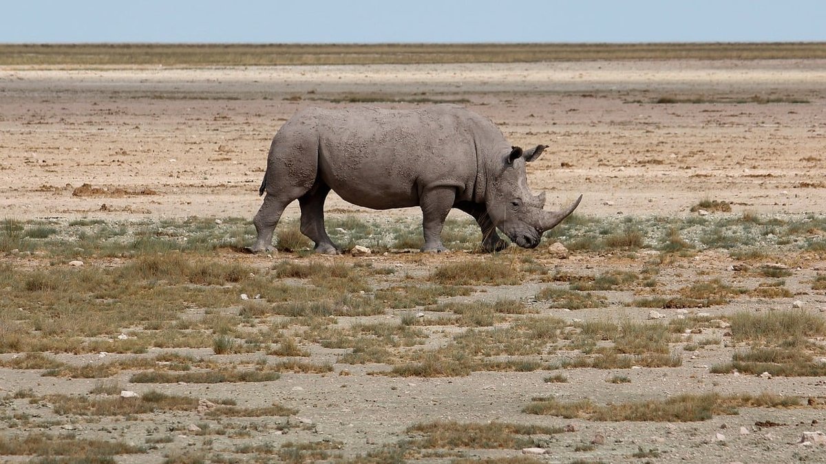 Protection de la faune en Tanzanie