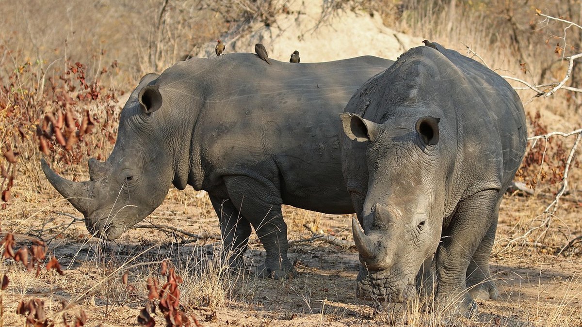 Protection de la faune en Tanzanie