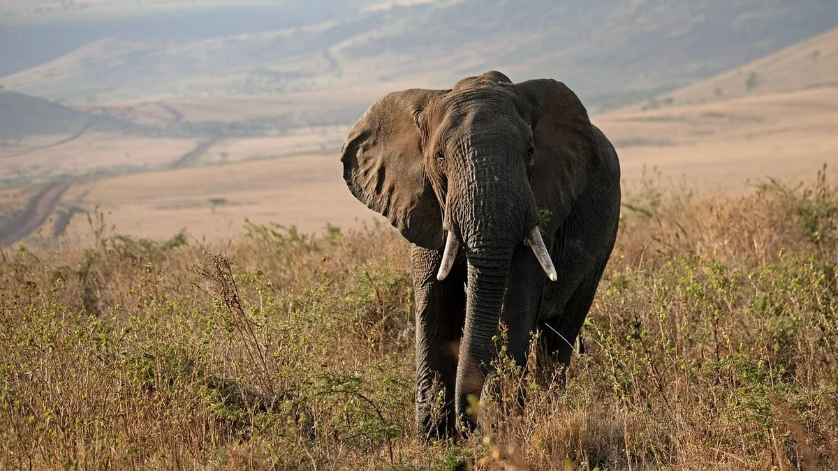 Parcs nationaux et réserves du Kenya : le guide complet