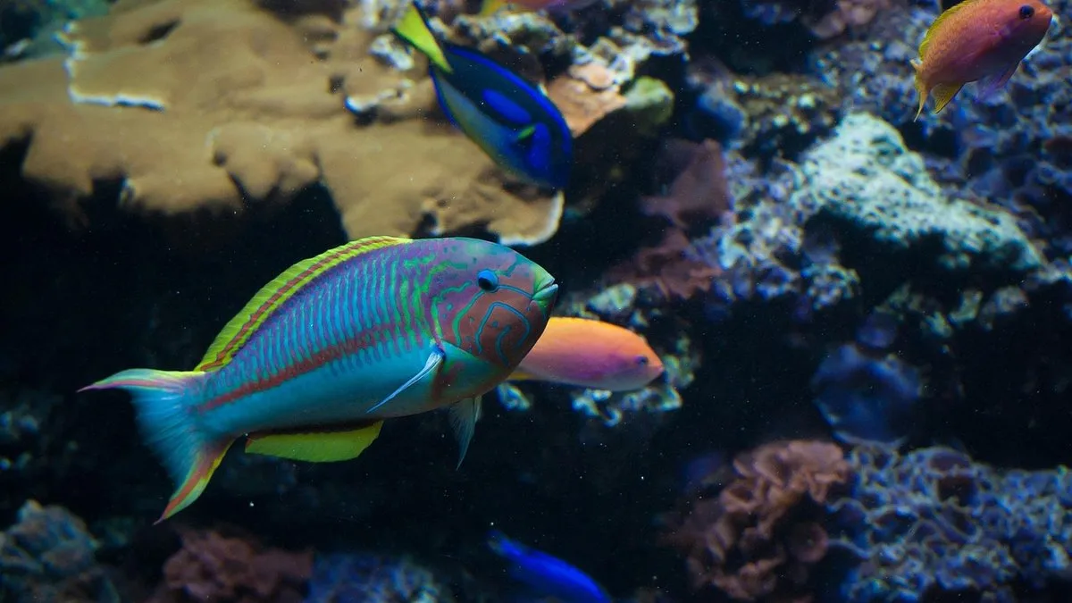 Plongée et snorkeling à Zanzibar : guide complet des fonds marins de l'archipel