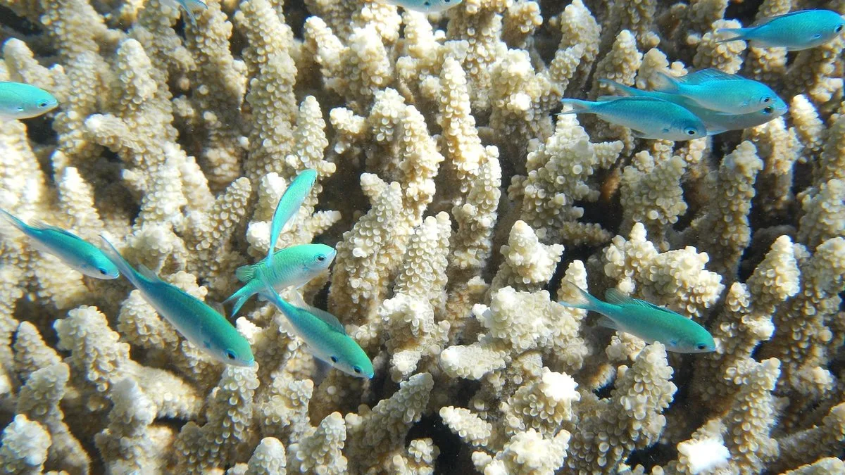 Parcs marins du Kenya : réserves sous-marines de l'océan Indien