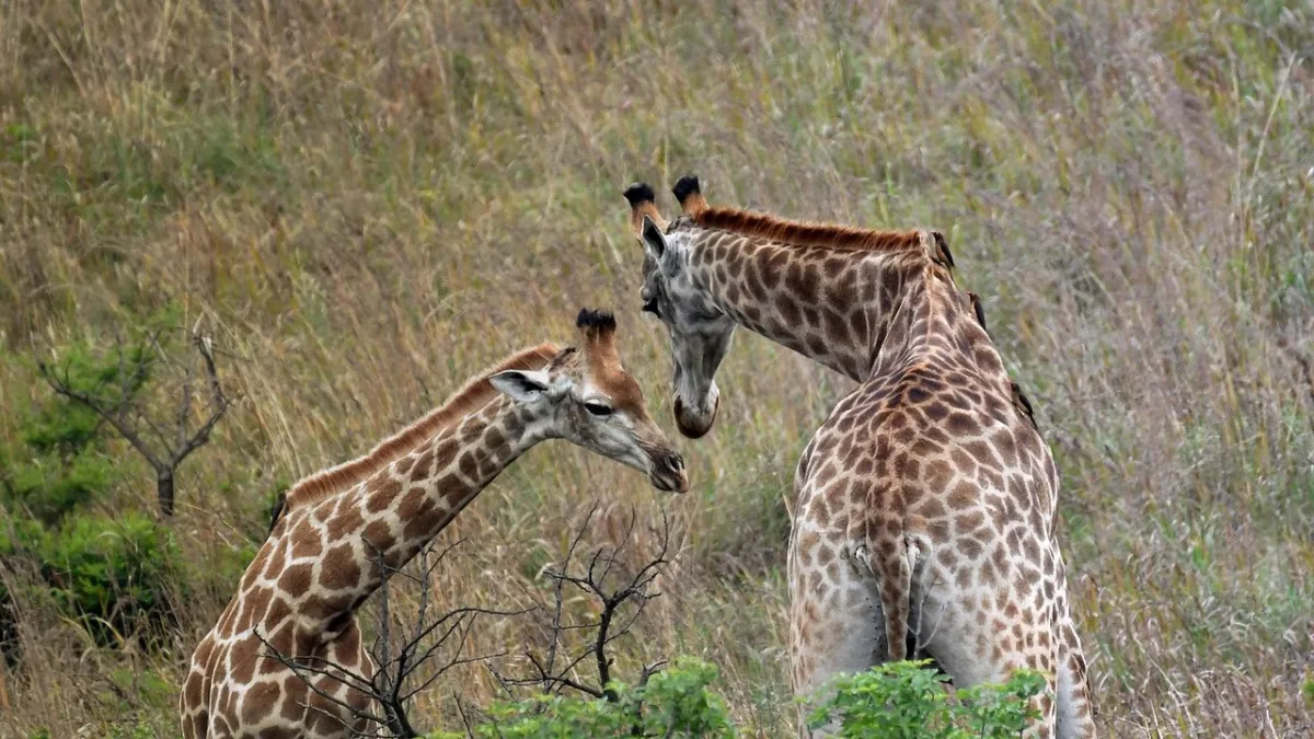 Ol Pejeta Conservancy : guide complet du sanctuaire des rhinocéros au Kenya