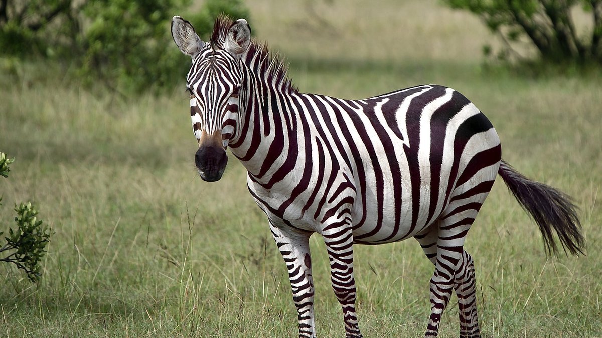 Safari au Kenya