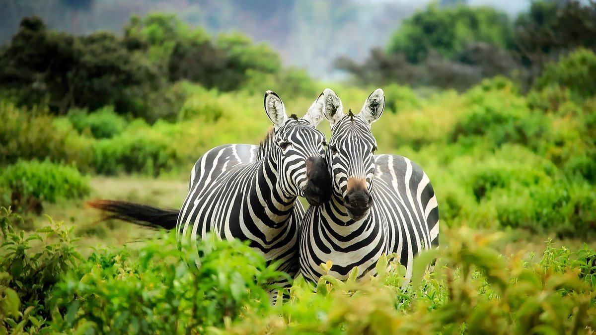 Safari au Kenya
