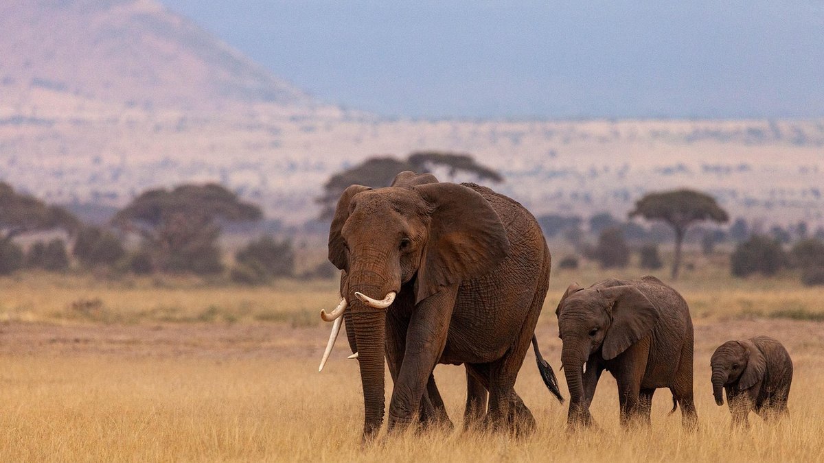 Safari au Kenya