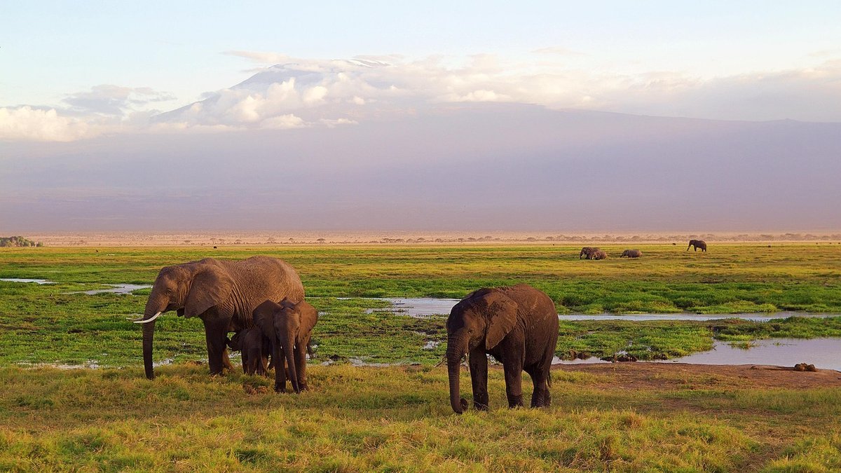 Safari au Kenya