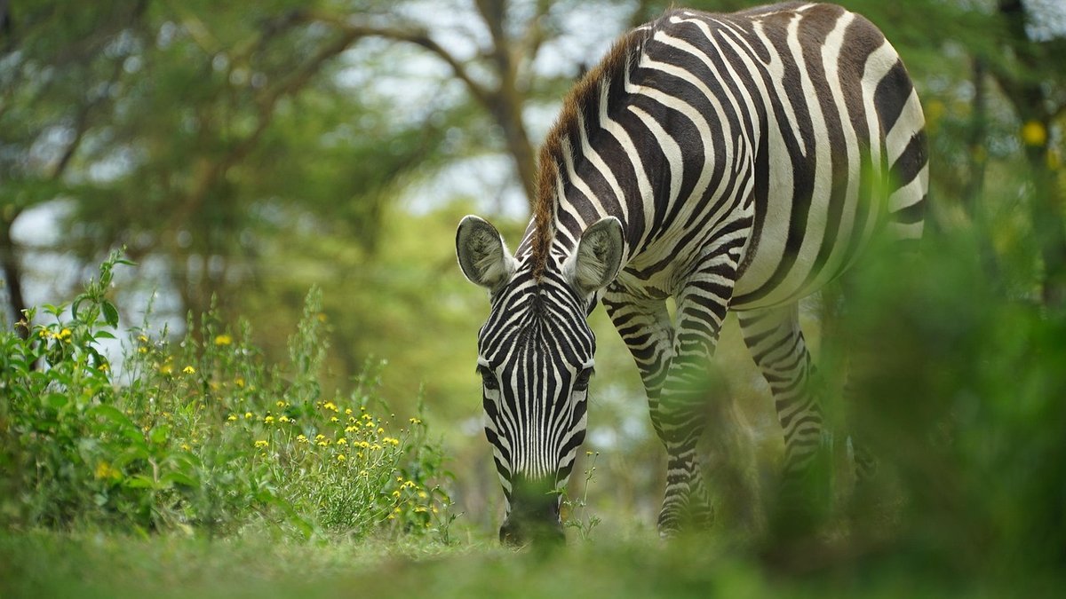 Safari au Kenya