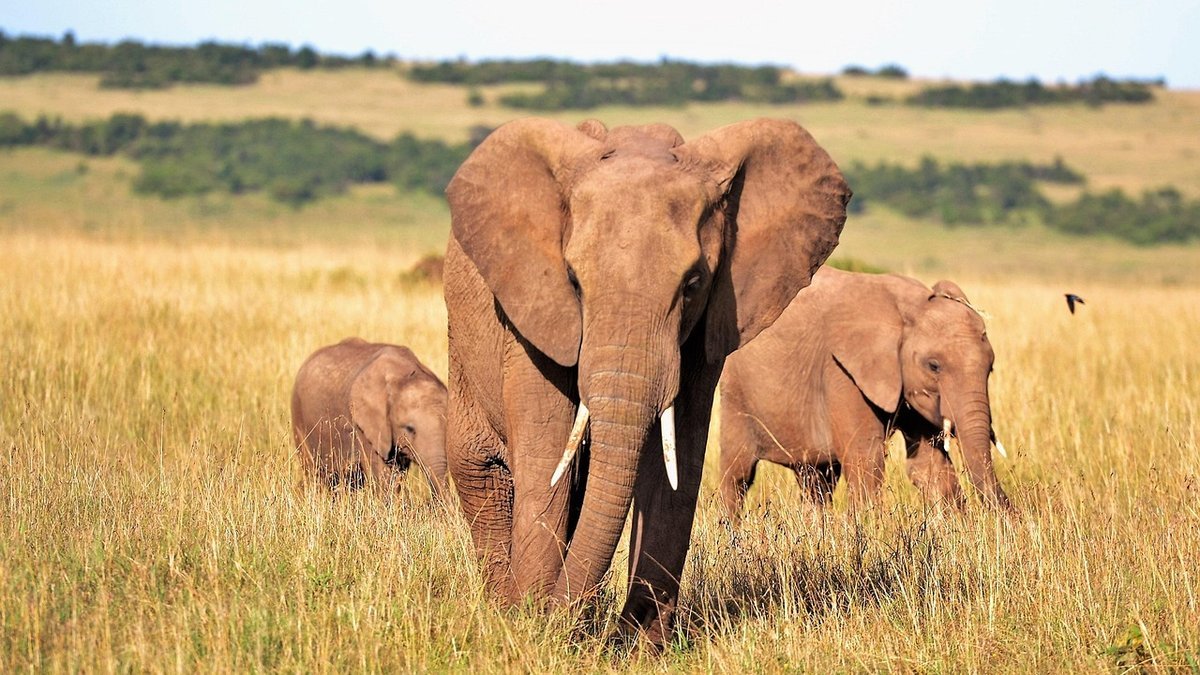 Safari au Kenya