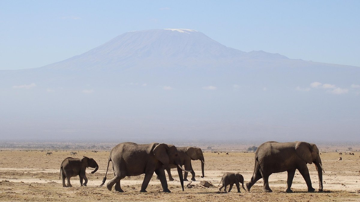 Safari au Kenya