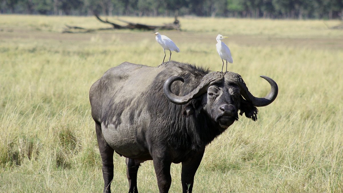 Safari au Kenya