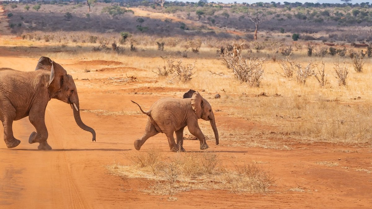 Safari au Kenya