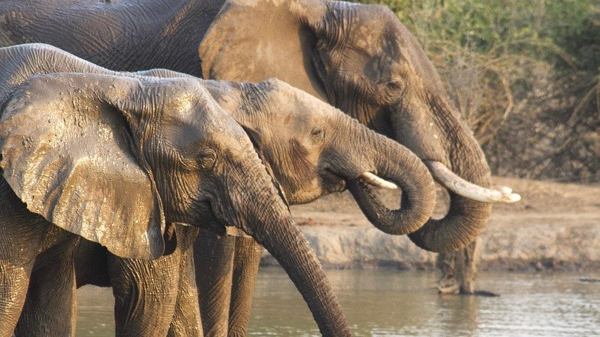 Safari en famille en Tanzanie