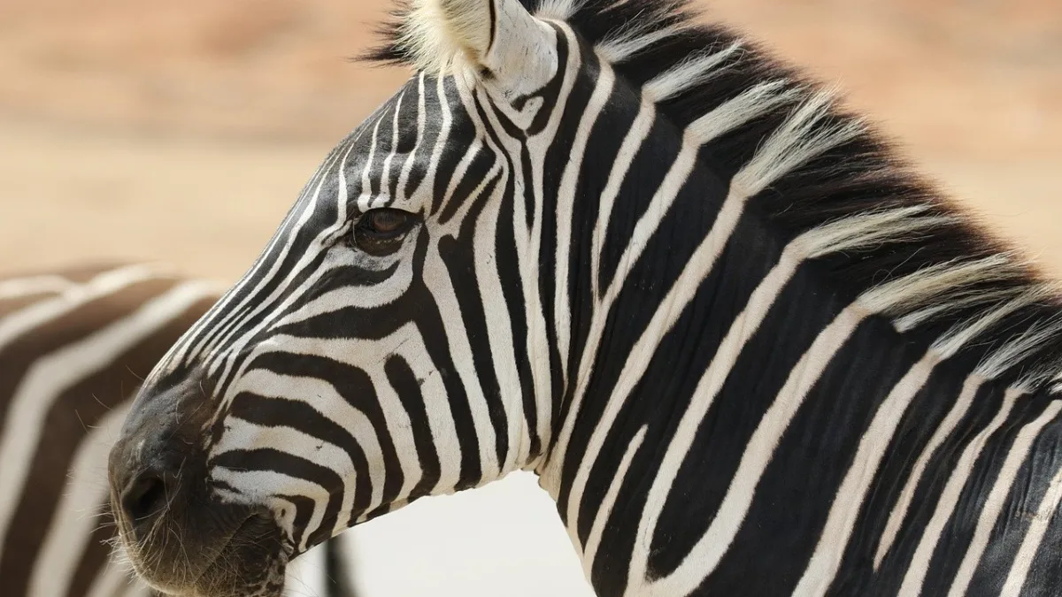 Safari photo en Tanzanie : le guide complet du photographe animalier